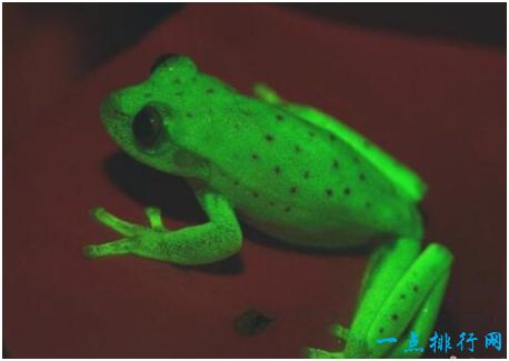 世界上最罕见的蛙，圆点树蛙在月光下身体能发出荧光