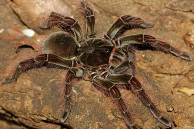 世界上三种最大蜘蛛，亚马逊食鸟蛛体长可达30厘米