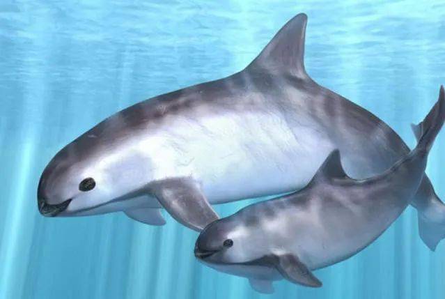 全球10大濒临灭绝的海洋动物，加湾鼠海豚排第一