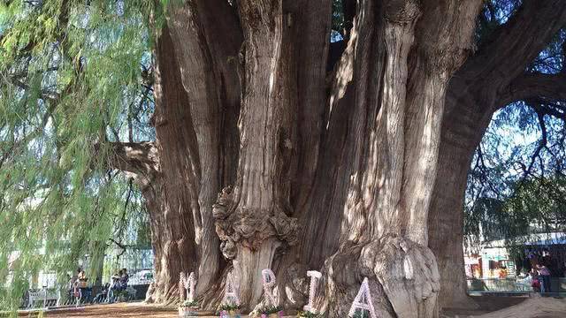 世界上最粗的树木：树干周长达58米，有两千年历史