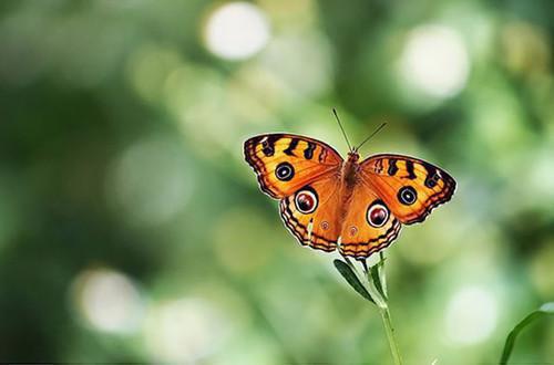 沈清欢顾沉舟是哪部小说的主角 沈清欢顾沉舟全文阅读