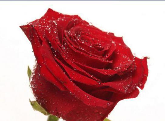 (抖音小说)闻以诚刘淑娴免费阅读第8章