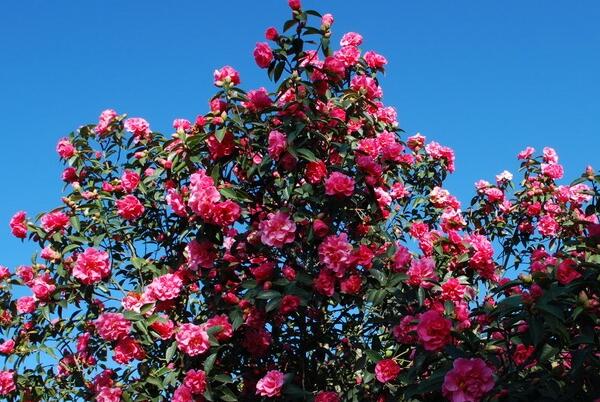 云南八大名花排名 杜鹃花上榜,绿绒蒿是“世界名花”