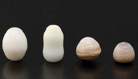 最珍贵的珍珠品种排名,罕见的鲍鱼珍珠(万里挑一)