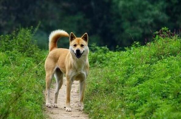 十大便宜好养的宠物狗 中华田园犬第一，沙皮犬上榜