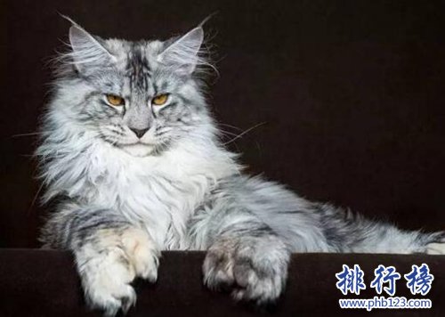 最适合家养的猫排名，英国短毛猫第一