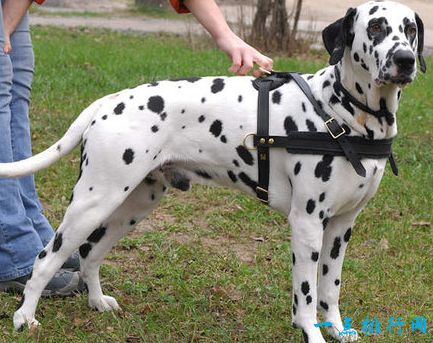 十大最凶猛犬种 二哈居然也上榜