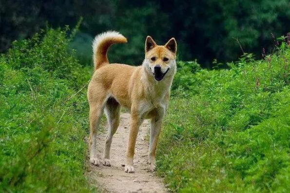 最护主的狗狗排行 拉布拉多犬上榜，第一是中国本土犬种