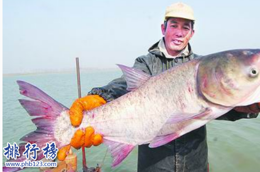 中国四大家鱼：草鱼暖胃降血压,鲢鱼最好养