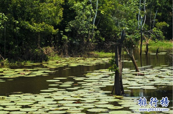 世界上面积最大的河，亚马逊河（流域面积705万平方千米）