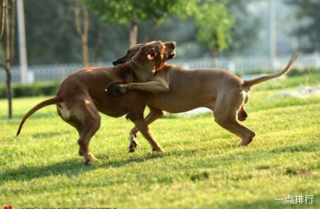 世界十大猎犬品种排名 比特犬仅排第三