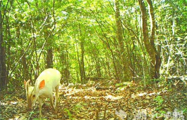 神农架罕见动物白化小麂 白化动物为何频繁出现在神农架