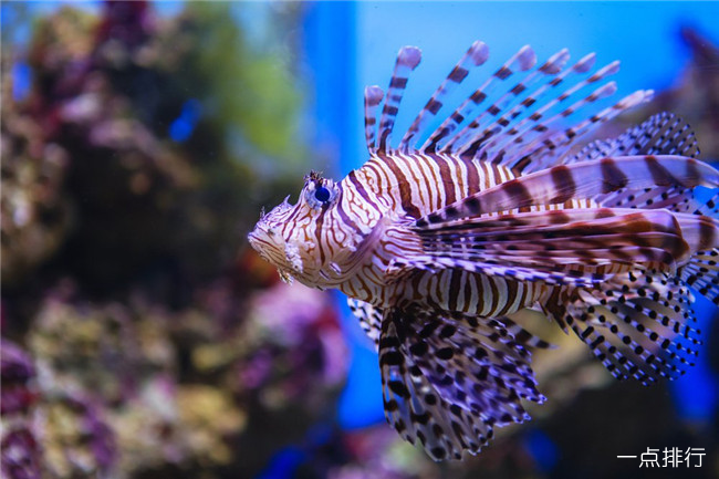 地球十大可怕海洋生物 每一种都能轻易夺走人的性命