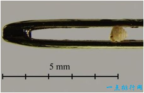 世界上最小的蜗牛，壳宽仅有半毫米，能轻易穿过针眼