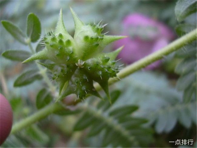 10种最受欢迎的草药 藏红花可以提高性欲