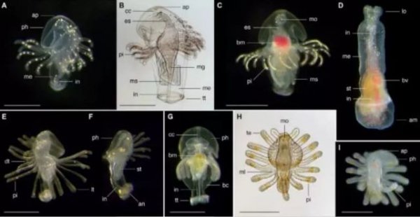世界上数量最多的幼虫生态群：海洋幼虫
