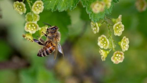 盘点对人类有益的10种昆虫，蜜蜂、七星瓢虫双双上榜