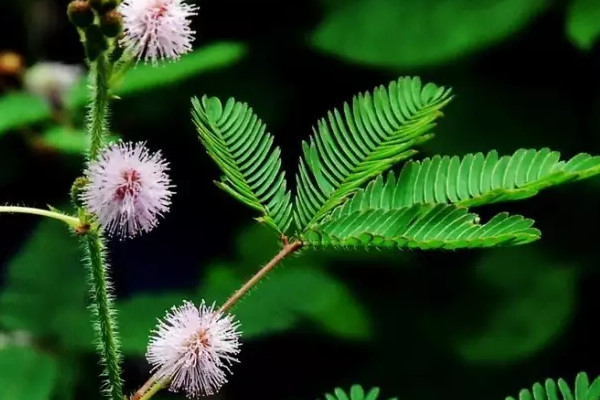 家庭不宜养的十大不吉利花：昙花第七，夹竹桃居第三