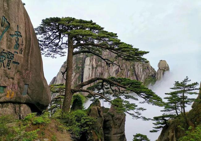 我国最特殊的三棵树：武夷山大红袍母树投保1亿