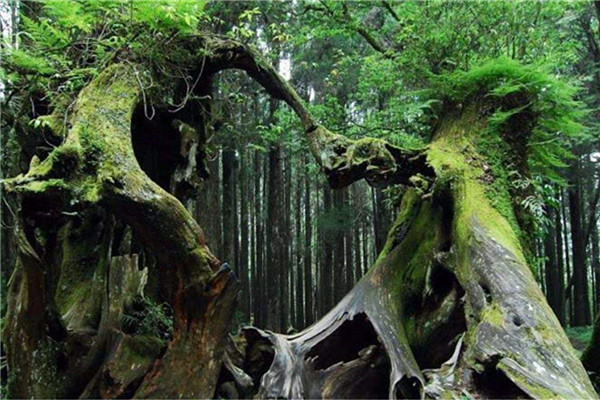 世界最美的十大名树，阿里山神树榜上有名