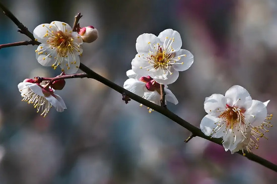 世界十大最香的盆栽花卉：梅花、栀子花双双上榜