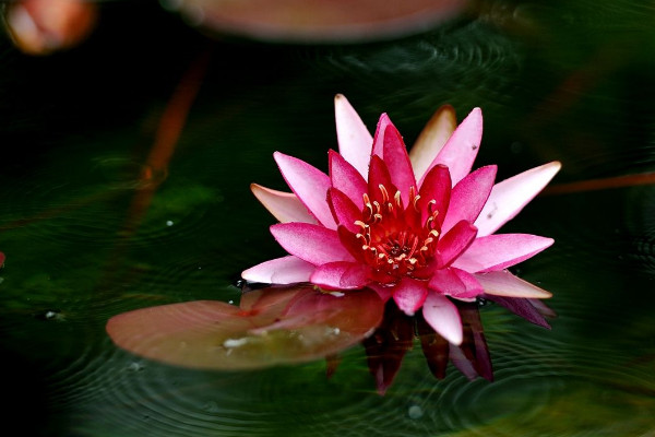 九大佛教吉祥圣花，莲花被称为圣洁之花