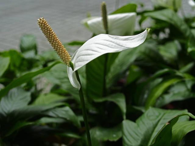 世界十大净化空气植物，家中装修必备植物！