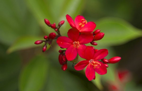 世界上花期最长的花：可以四个季节开花