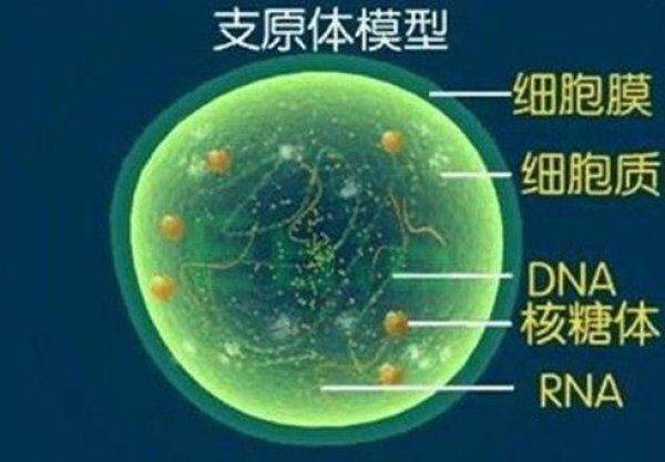 自然界中最小的细胞，支原体仅有0.1到0.3微米