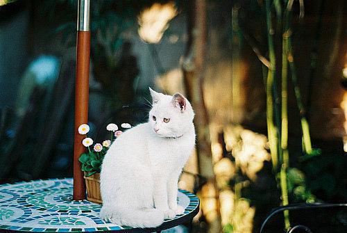 书舒宋园小说 书舒宋园免费全文阅读