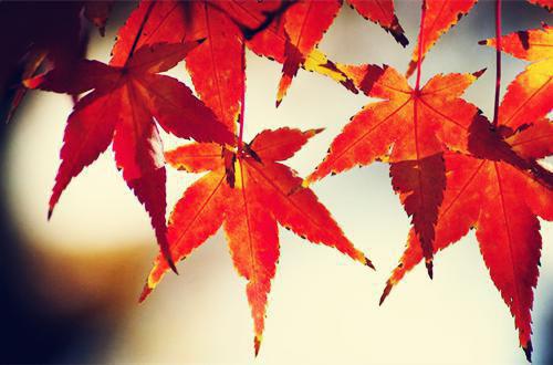 主角魏厌祝则珩小说免费阅读最新章节