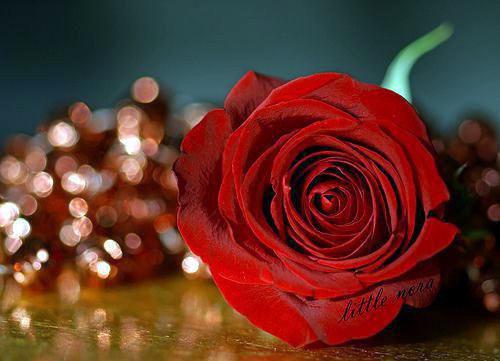 黎峋沈南音小说在线阅读 黎峋沈南音最新章节目录