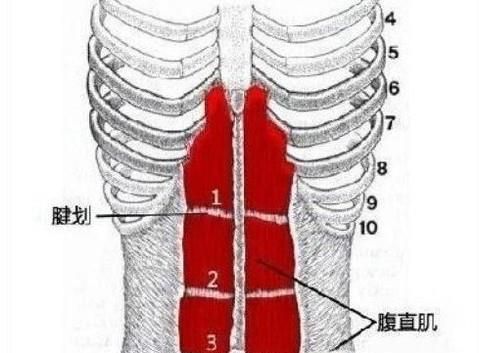 为什么有的人六块腹肌，有的人八块腹肌呢？