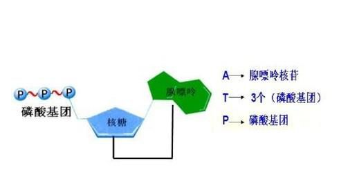 ATP与ADP的相互转化的过程的解释