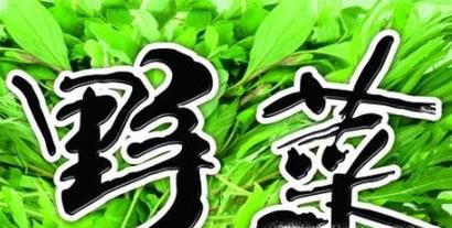 春季有哪些野菜可以吃？具体功效是什么？