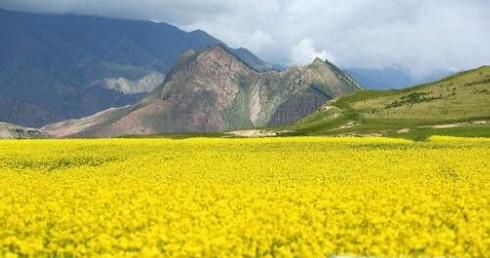 国内有哪些油菜花观赏地