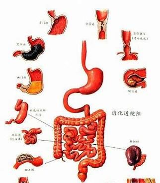 怎样通过提高基础代谢率来减肥