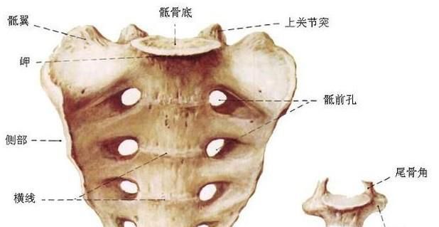 男人通过锻练来增强性能力的方法：PC肌锻练法